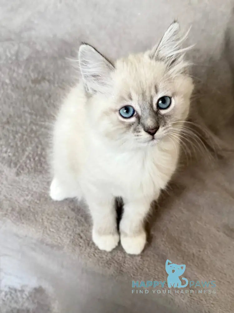 Elsa Siberian female blue tabby pointed live animals