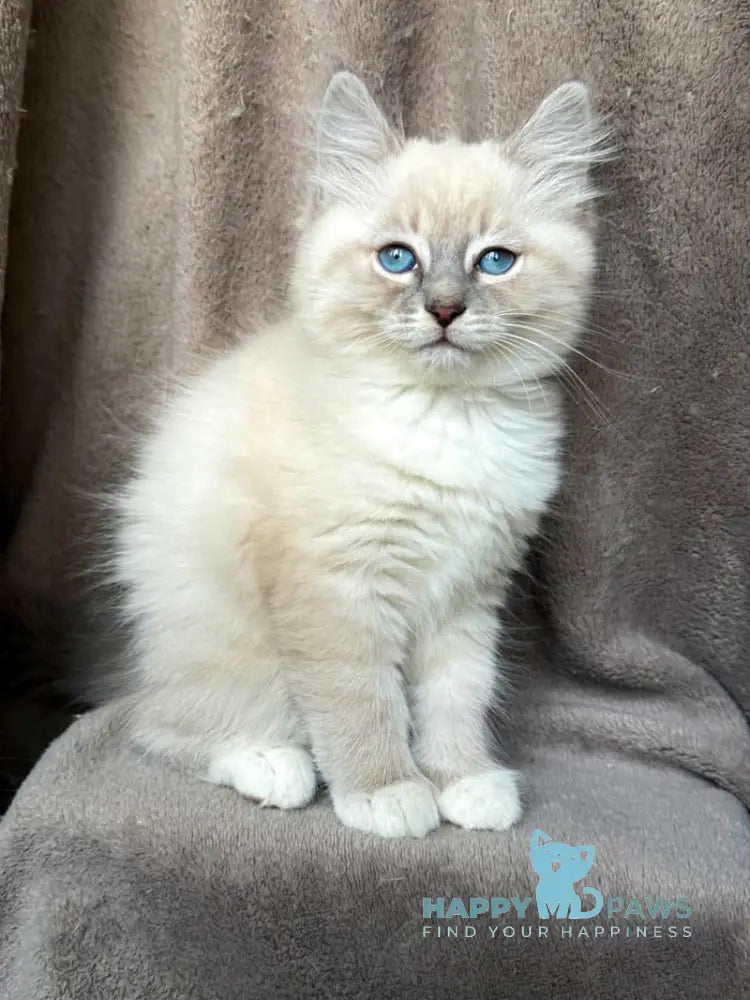 Elsa Siberian female blue tabby pointed live animals