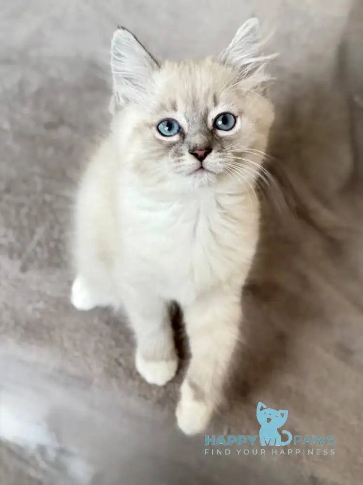 Elsa Siberian female blue tabby pointed live animals