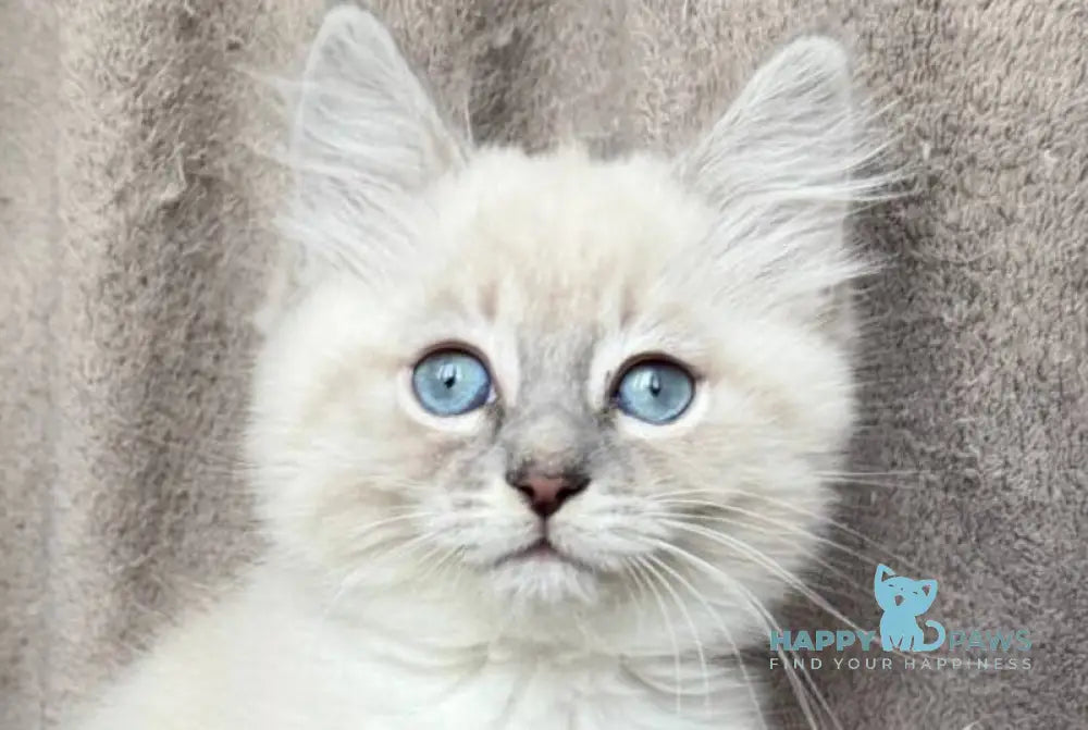 Elsa Siberian female blue tabby pointed live animals