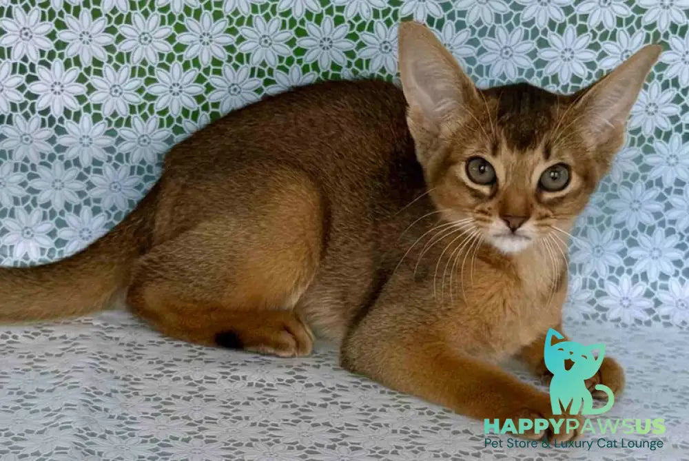 Elsie Abyssinian female ruddy - live animals