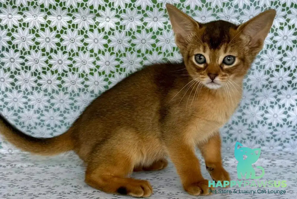 Elsie Abyssinian female ruddy - live animals