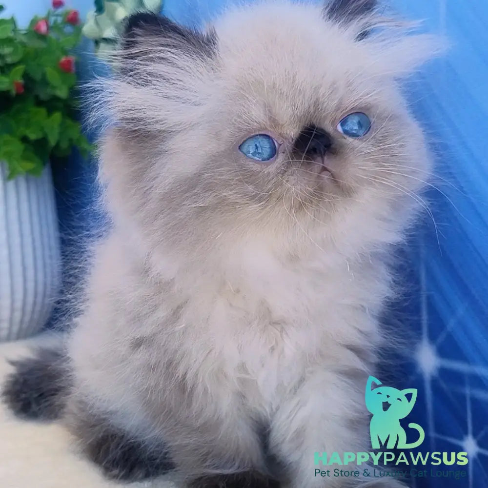 Elsie Persian female black pointed - live animals