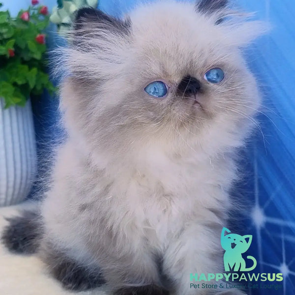 Elsie Persian female black pointed - live animals