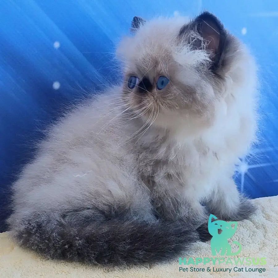 Elsie Persian female black pointed - live animals