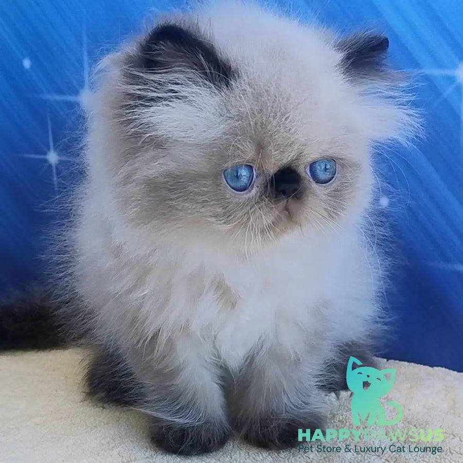 Elsie Persian female black pointed - live animals