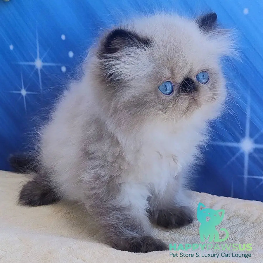 Elsie Persian female black pointed - live animals