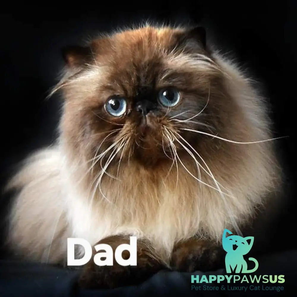Elsie Persian female black pointed - live animals