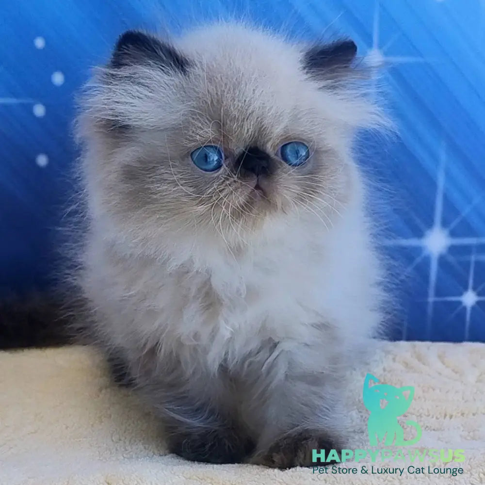 Elsie Persian female black pointed - live animals
