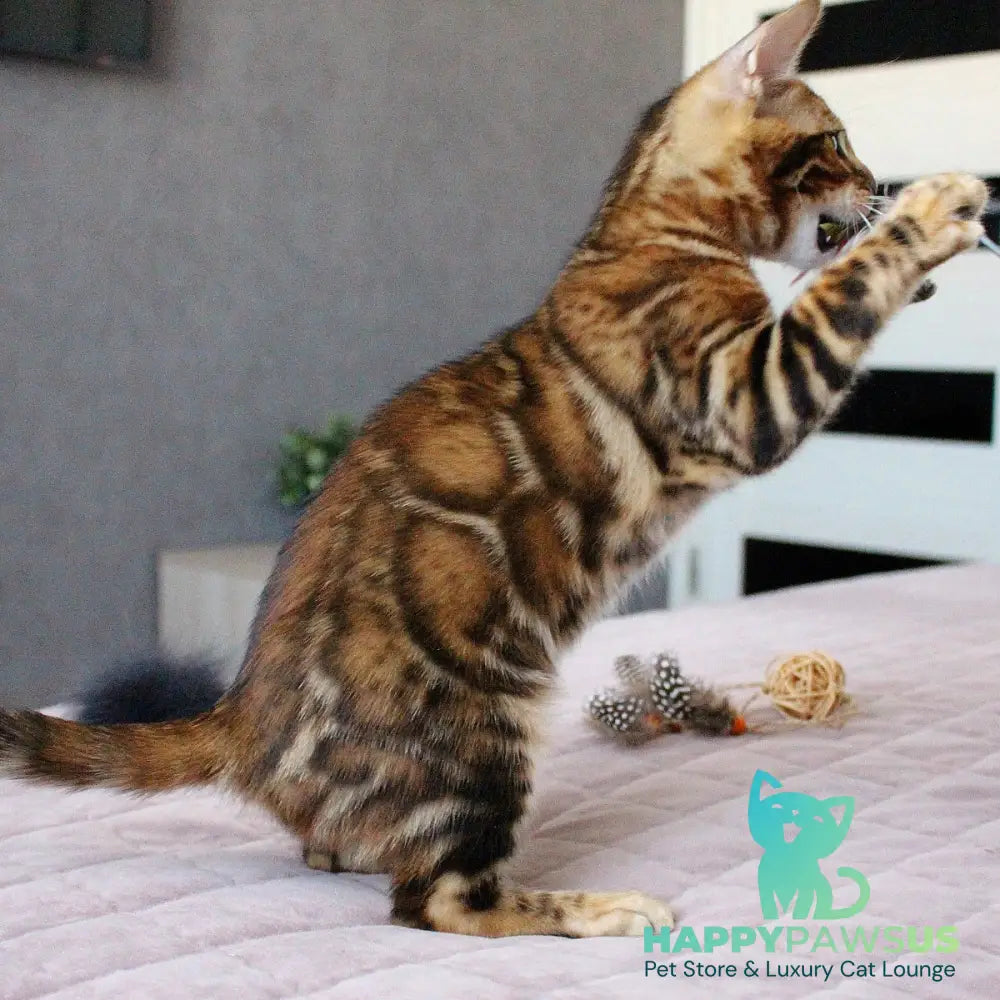 Elton Bengal male black spotted tabby - live animals