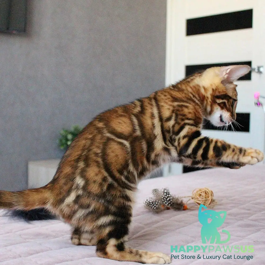 Elton Bengal male black spotted tabby - live animals