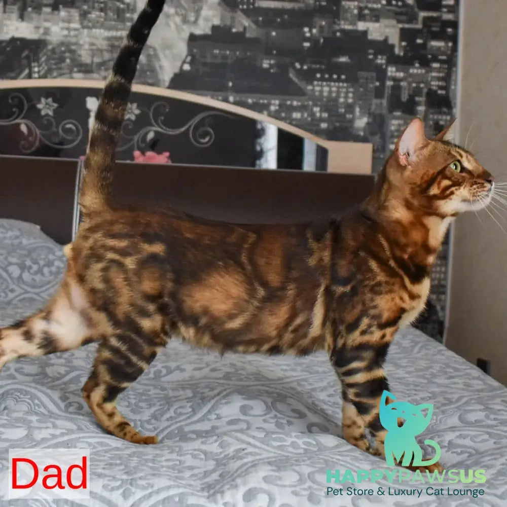 Elton Bengal male black spotted tabby - live animals