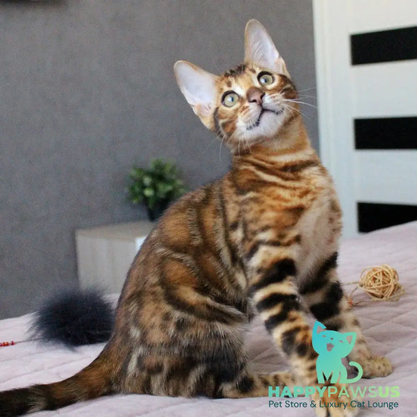 Elton Bengal male black spotted tabby - live animals