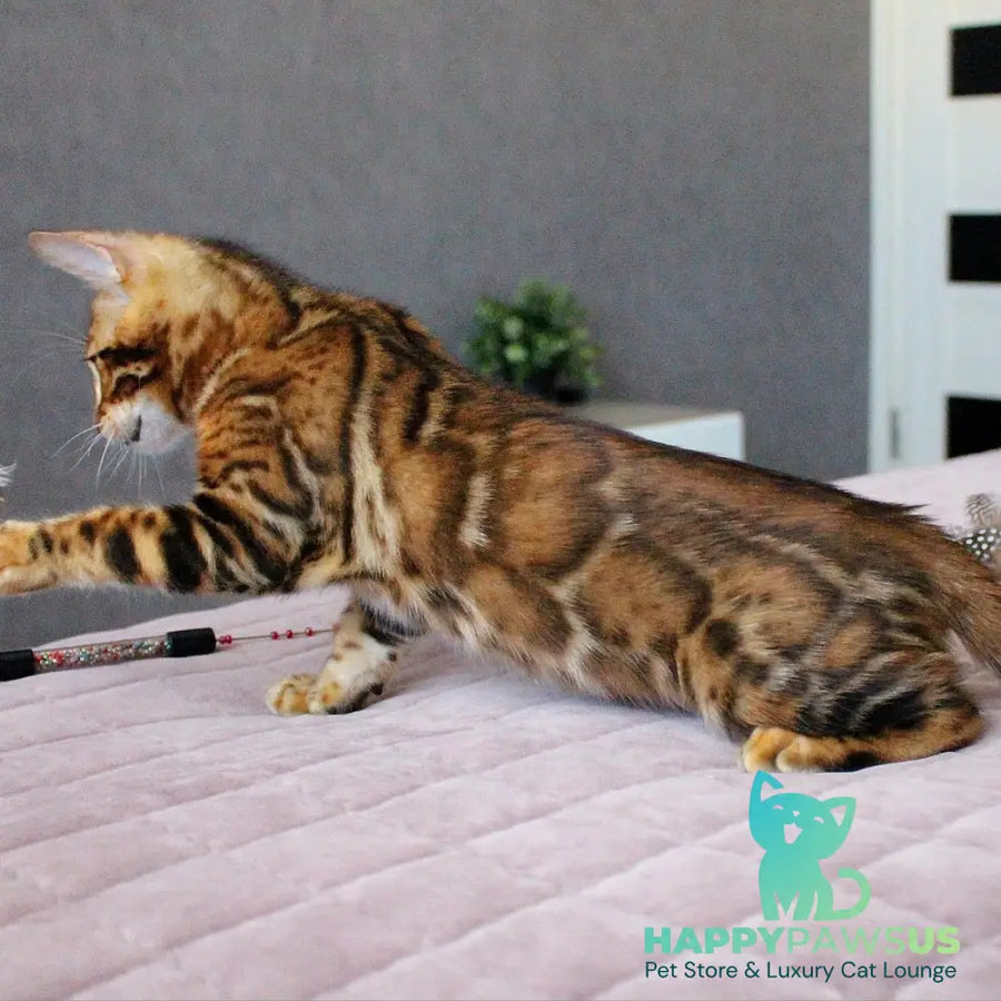 Elton Bengal male black spotted tabby - live animals