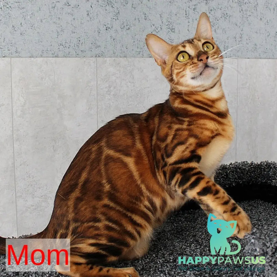 Elton Bengal male black spotted tabby - live animals