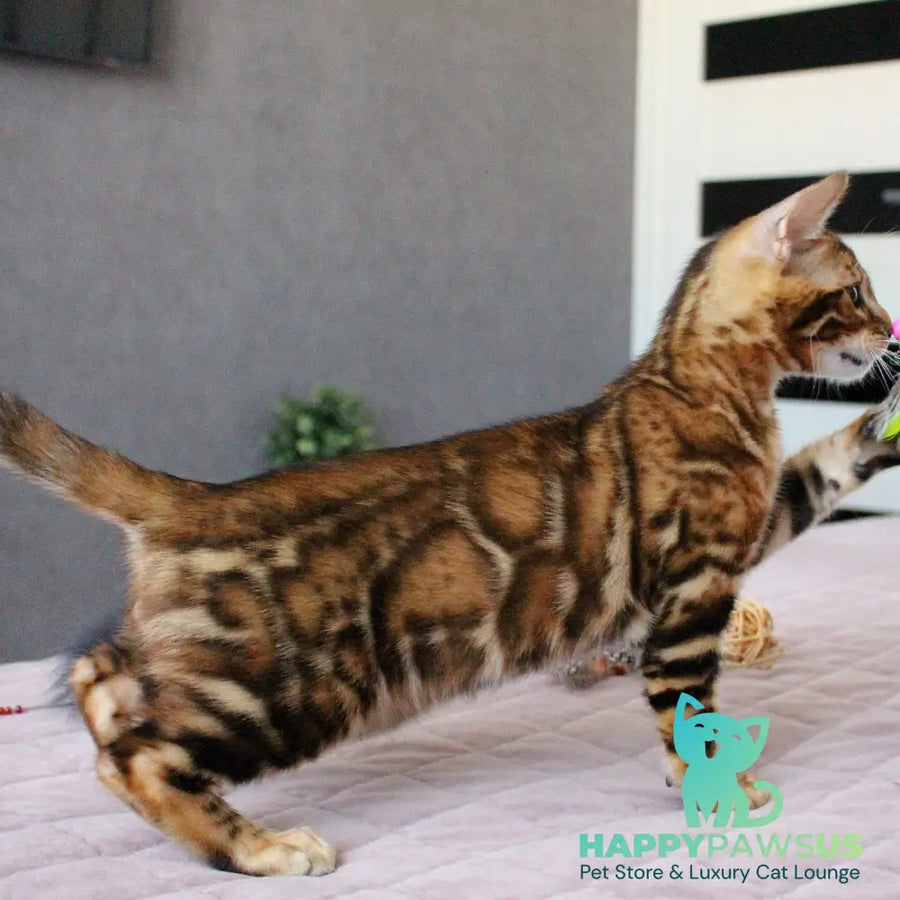 Elton Bengal male black spotted tabby - live animals