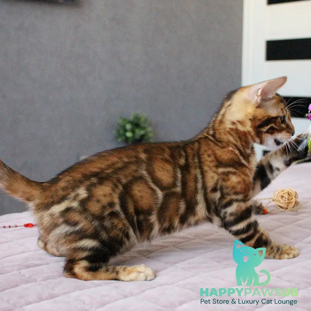 Elton Bengal male black spotted tabby - live animals