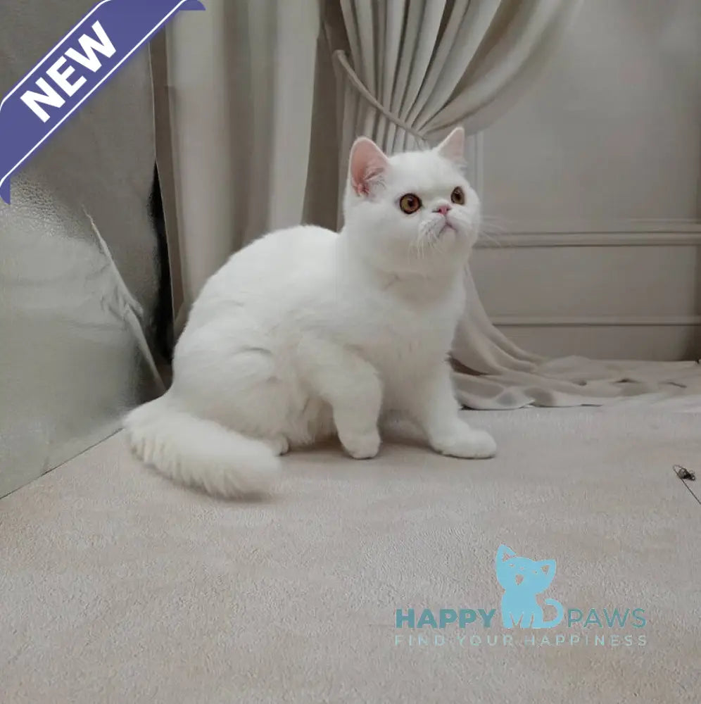 Elton Exotic male white live animals