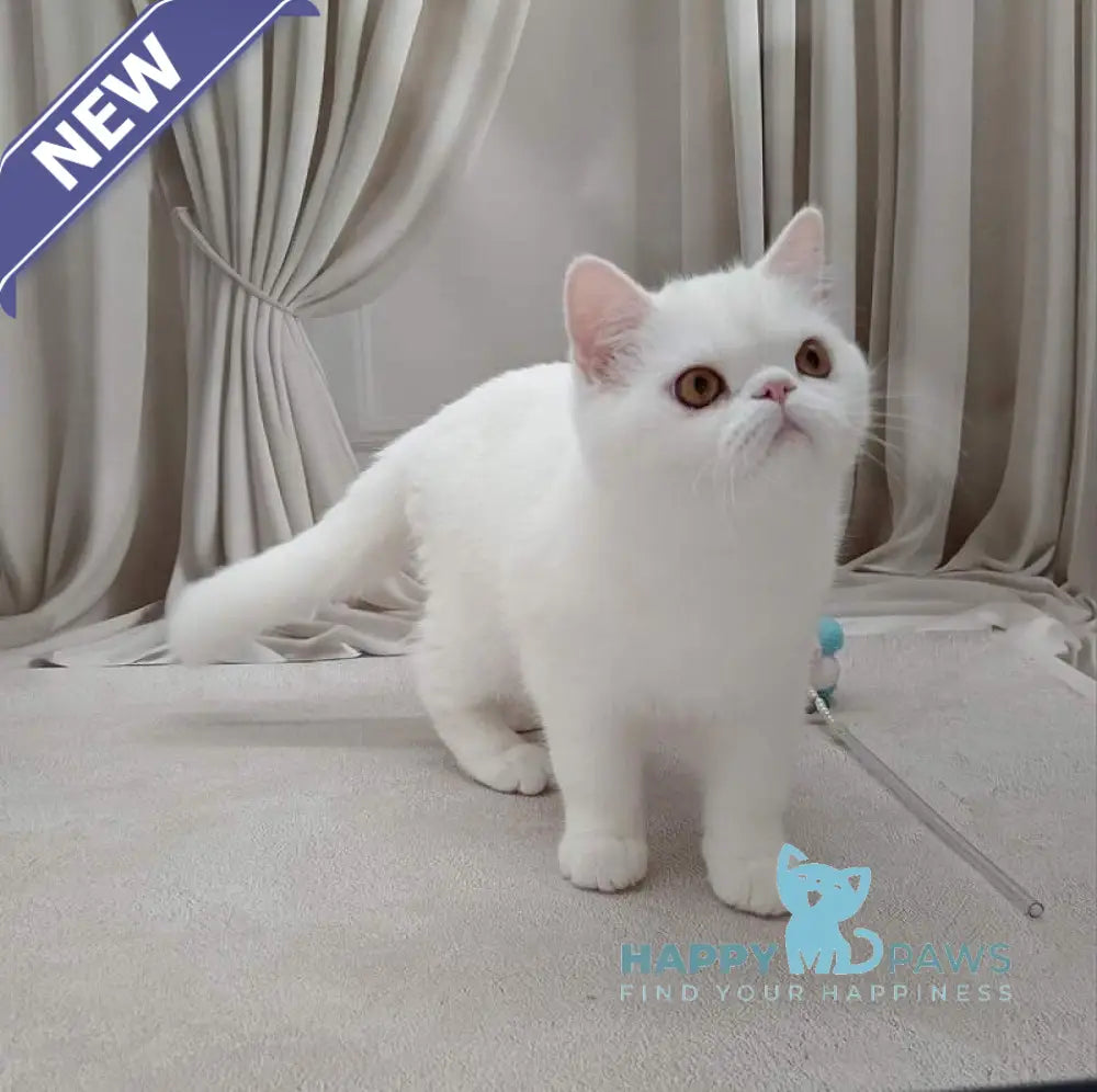 Elton Exotic male white live animals