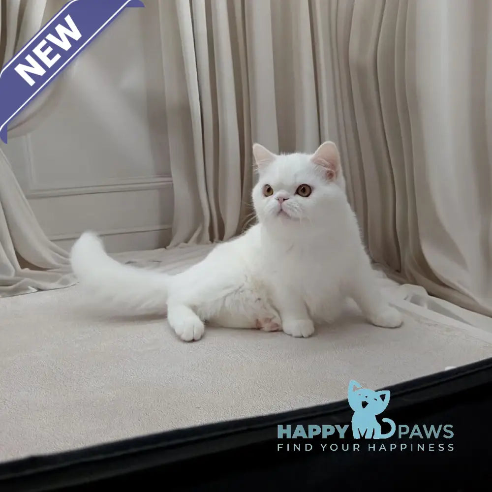 Elton Exotic male white live animals