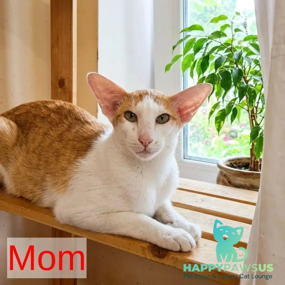 Elton Siamese male cream tabby - live animals