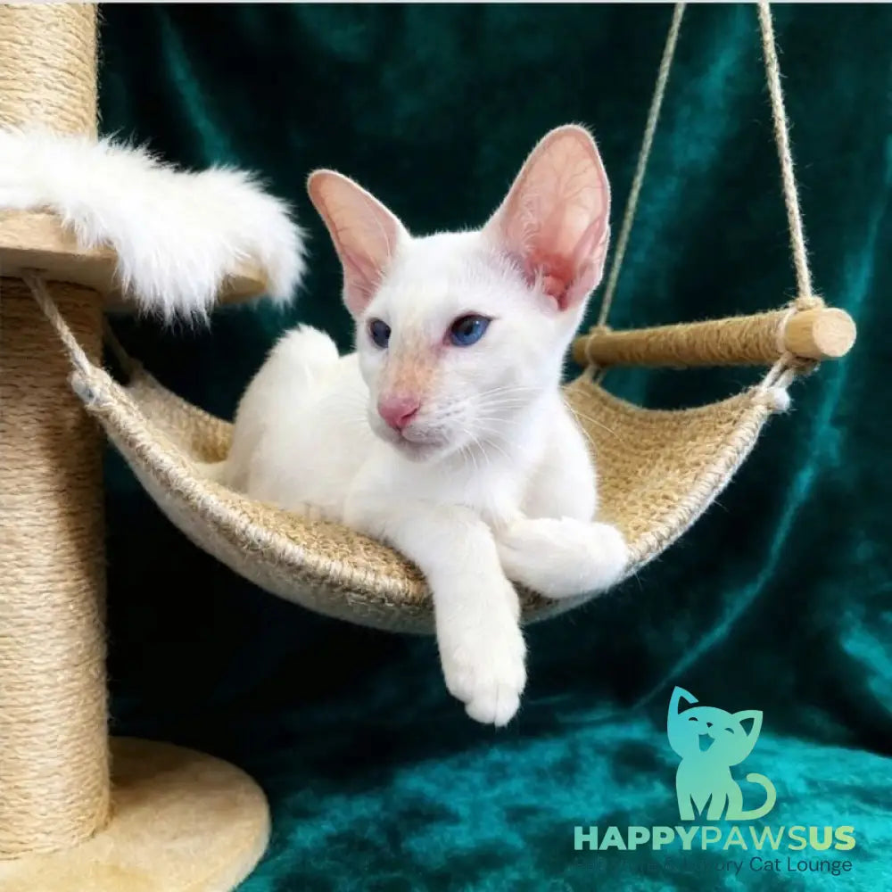 Elton Siamese male cream tabby - live animals