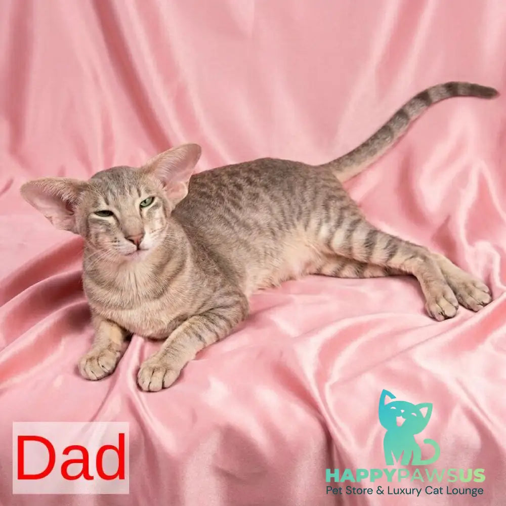 Elton Siamese male cream tabby - live animals