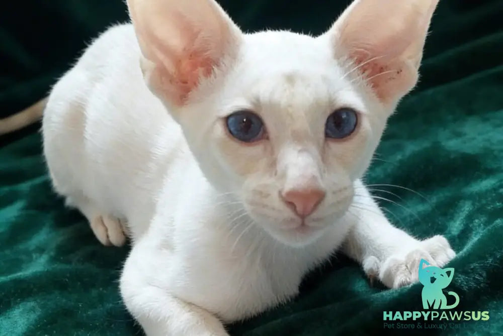 Elton Siamese male cream tabby - live animals