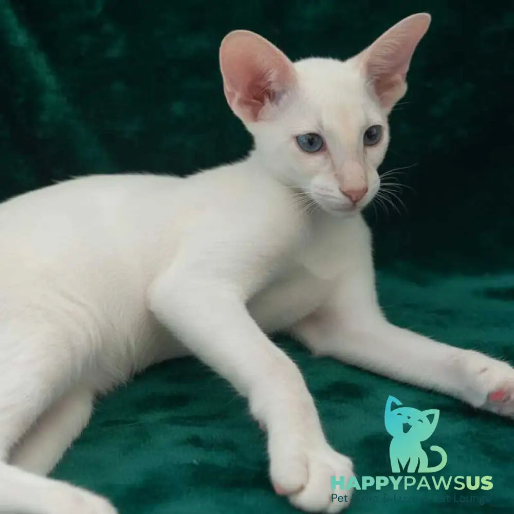 Elton Siamese male cream tabby - live animals