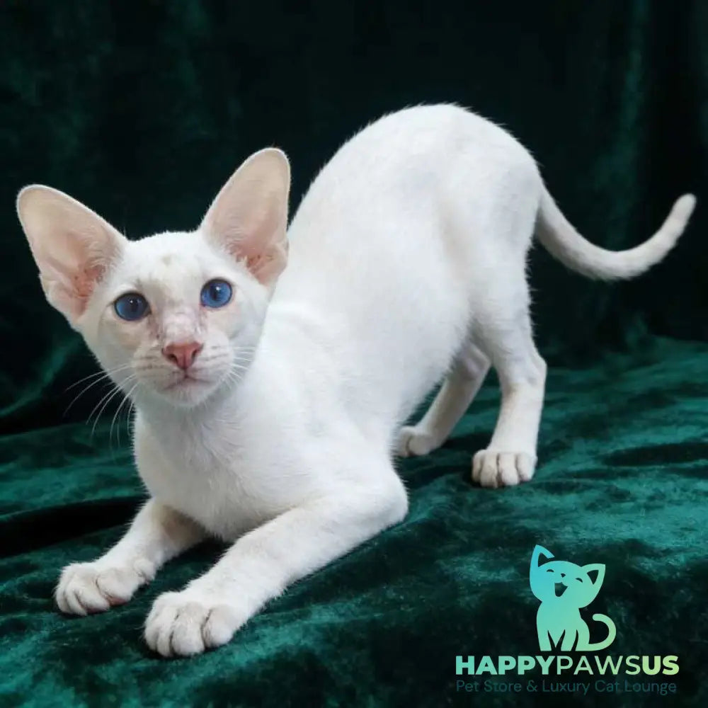 Elton Siamese male cream tabby - live animals