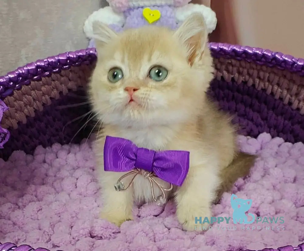 Elvies British Shorthair male lilac golden chinchilla live animals