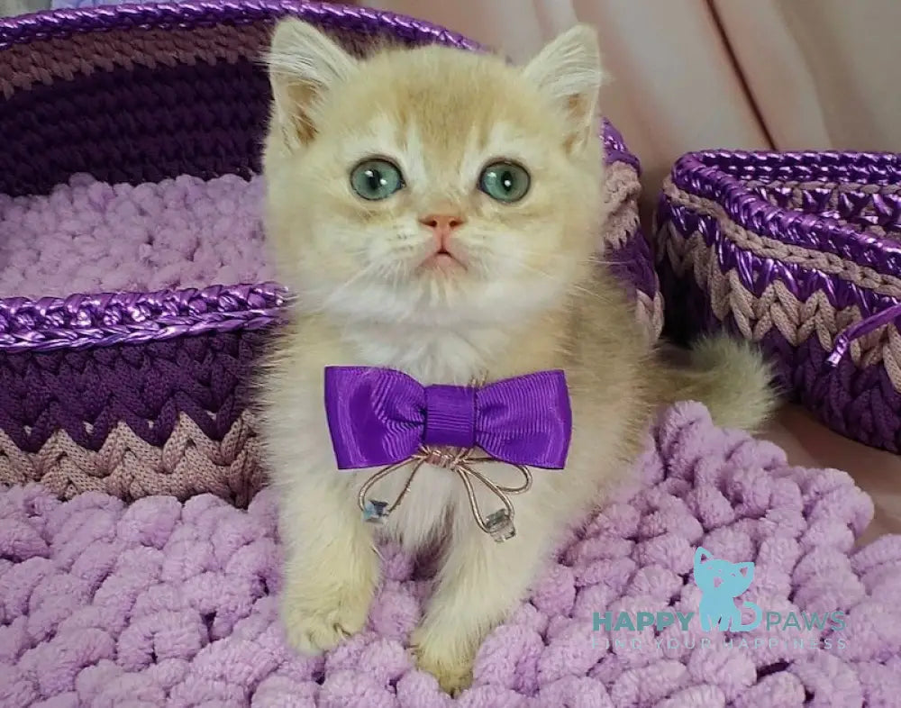 Elvies British Shorthair male lilac golden chinchilla live animals