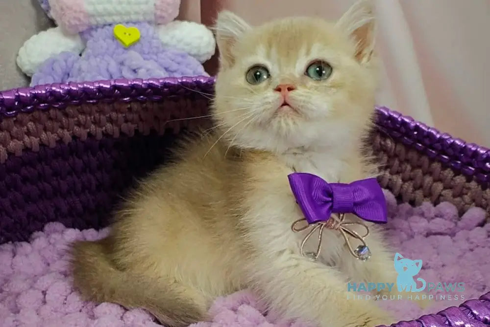Elvies British Shorthair male lilac golden chinchilla live animals
