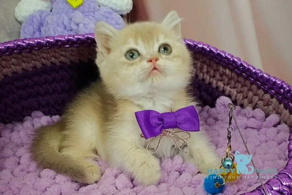 Elvies British Shorthair male lilac golden chinchilla live animals