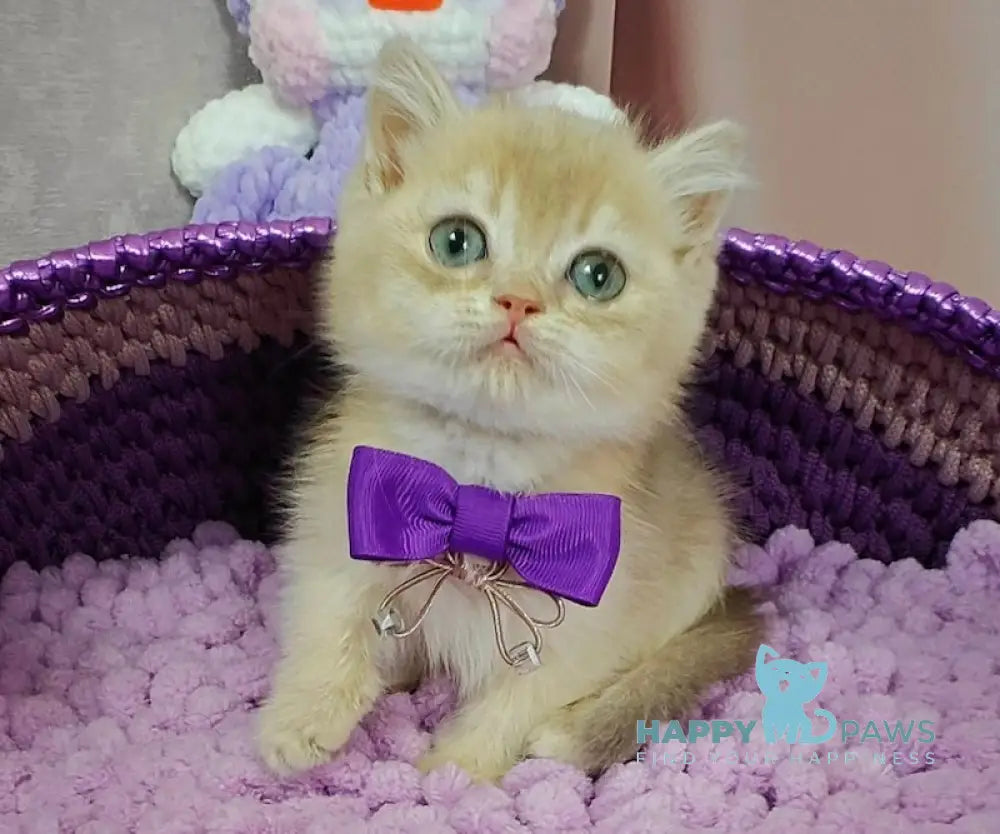 Elvies British Shorthair male lilac golden chinchilla live animals