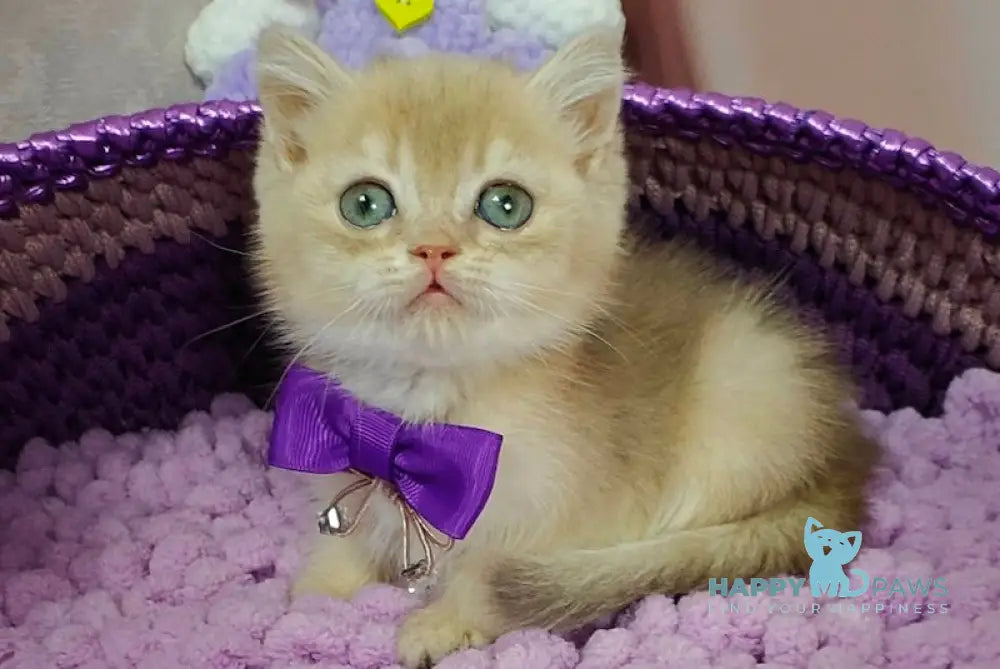 Elvies British Shorthair male lilac golden chinchilla live animals