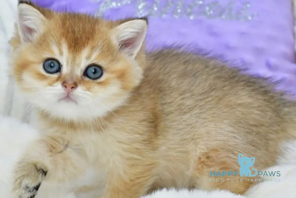 Elvin British Shorthair male black golden shaded live animals