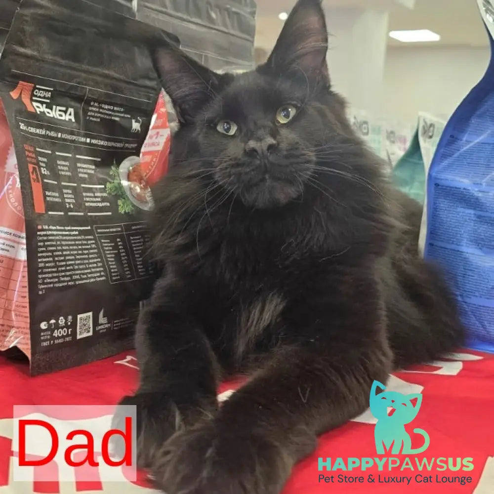 Elvin Maine Coon male red - live animals