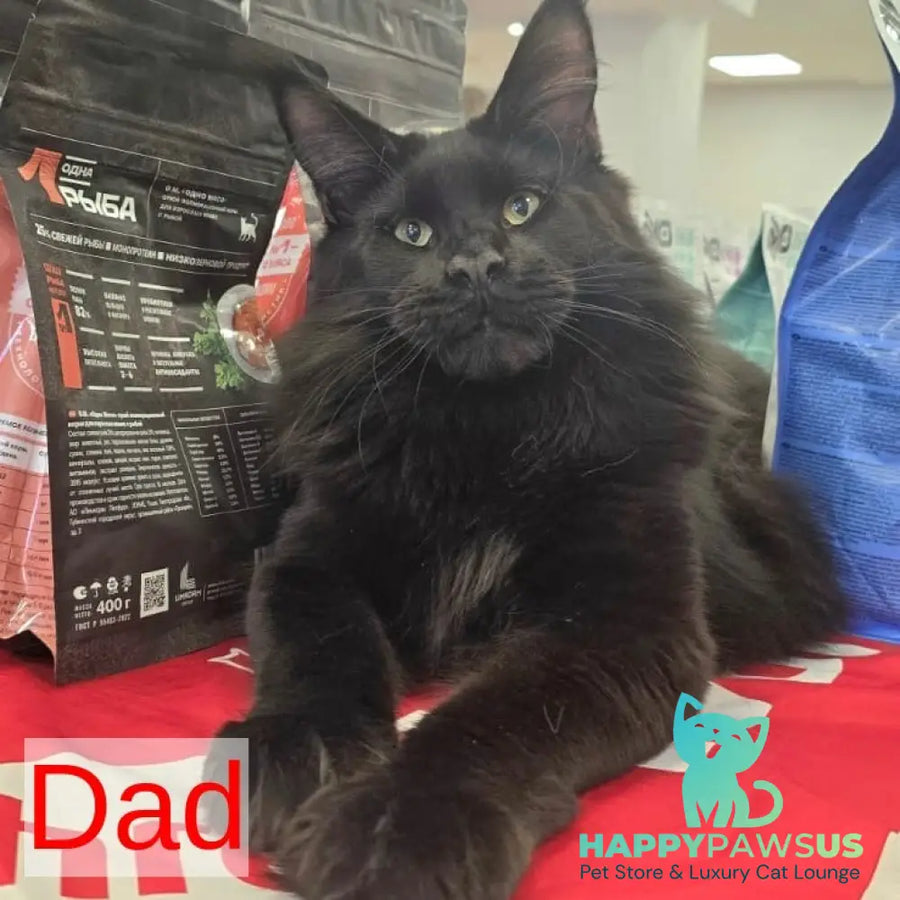 Elvin Maine Coon male red - live animals