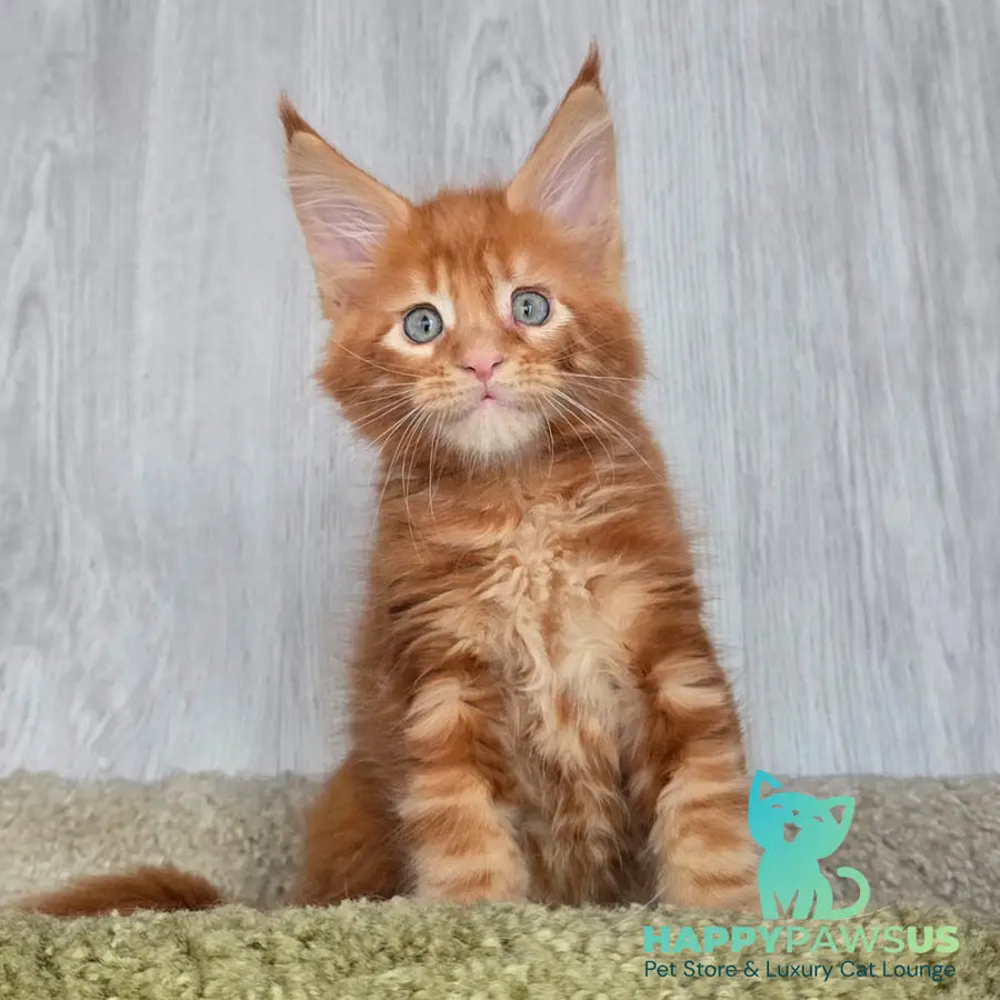 Elvin Maine Coon male red - live animals