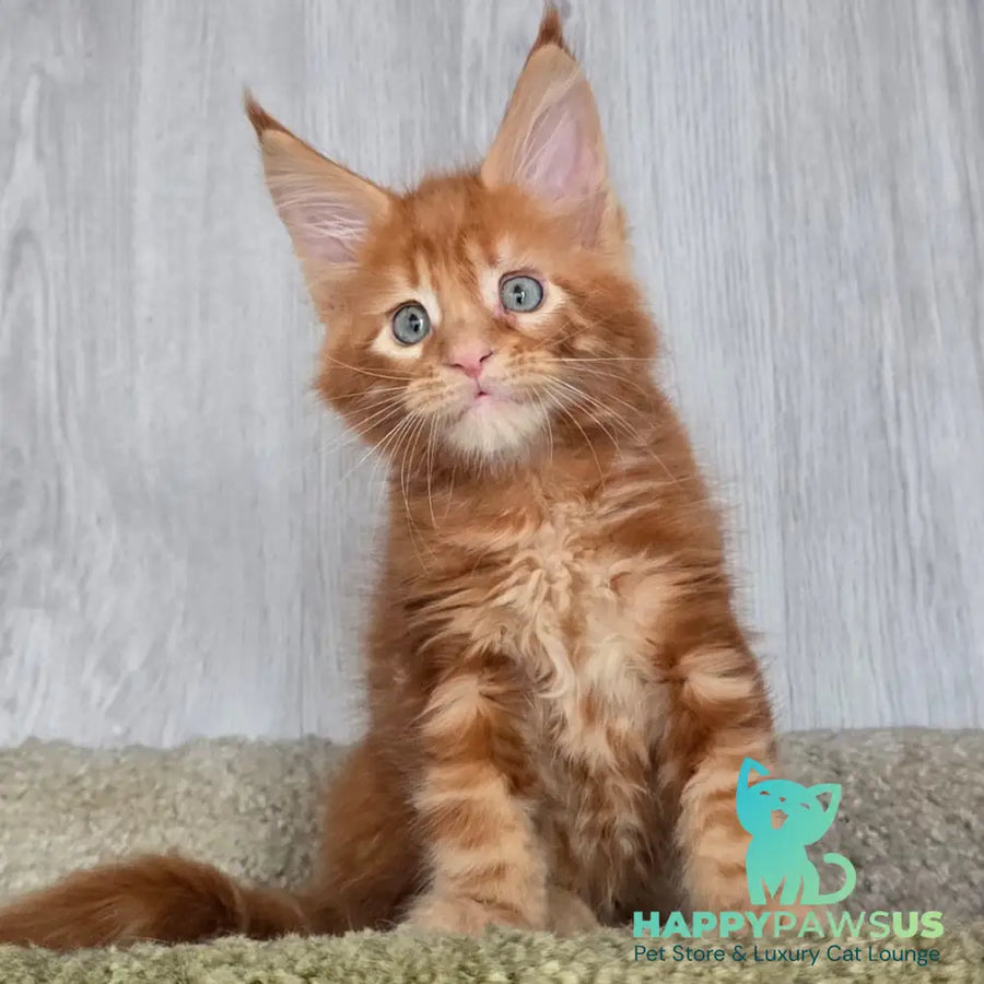 Elvin Maine Coon male red - live animals
