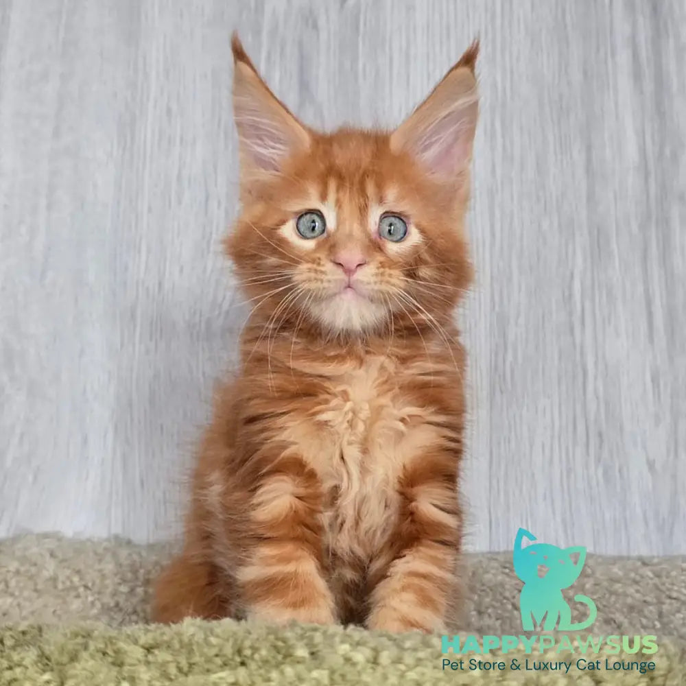 Elvin Maine Coon male red - live animals