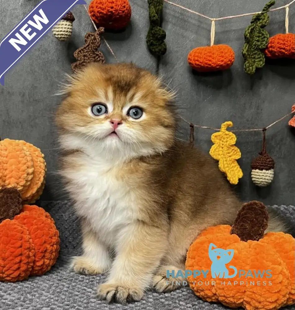 Elvin Scottish Fold male black golden ticked tabby live animals