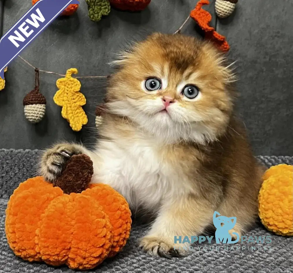 Elvin Scottish Fold male black golden ticked tabby live animals