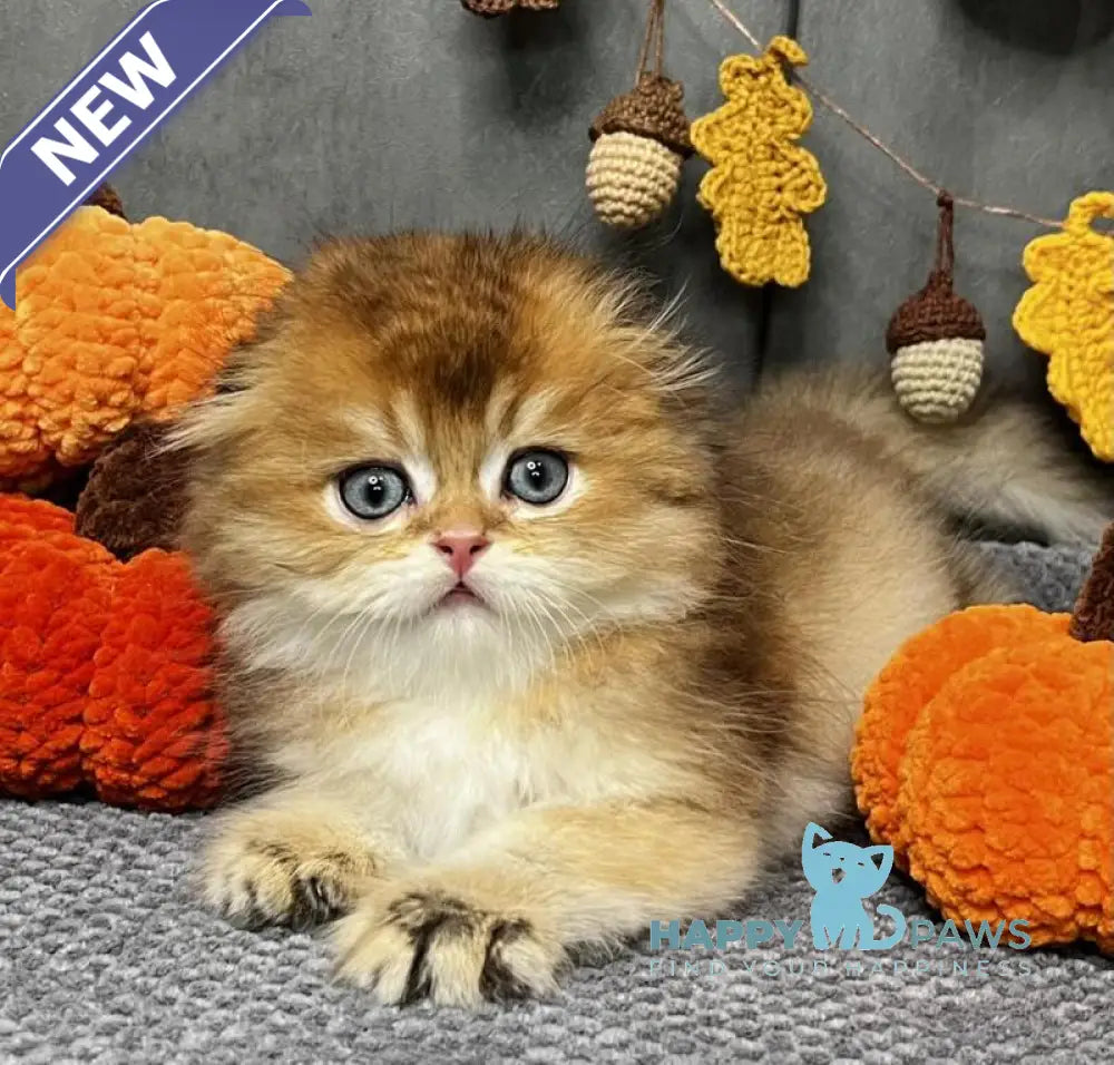 Elvin Scottish Fold male black golden ticked tabby live animals