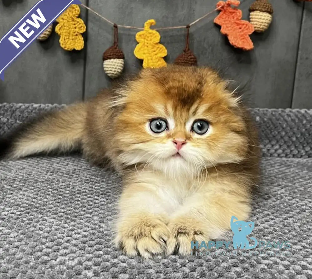 Elvin Scottish Fold male black golden ticked tabby live animals