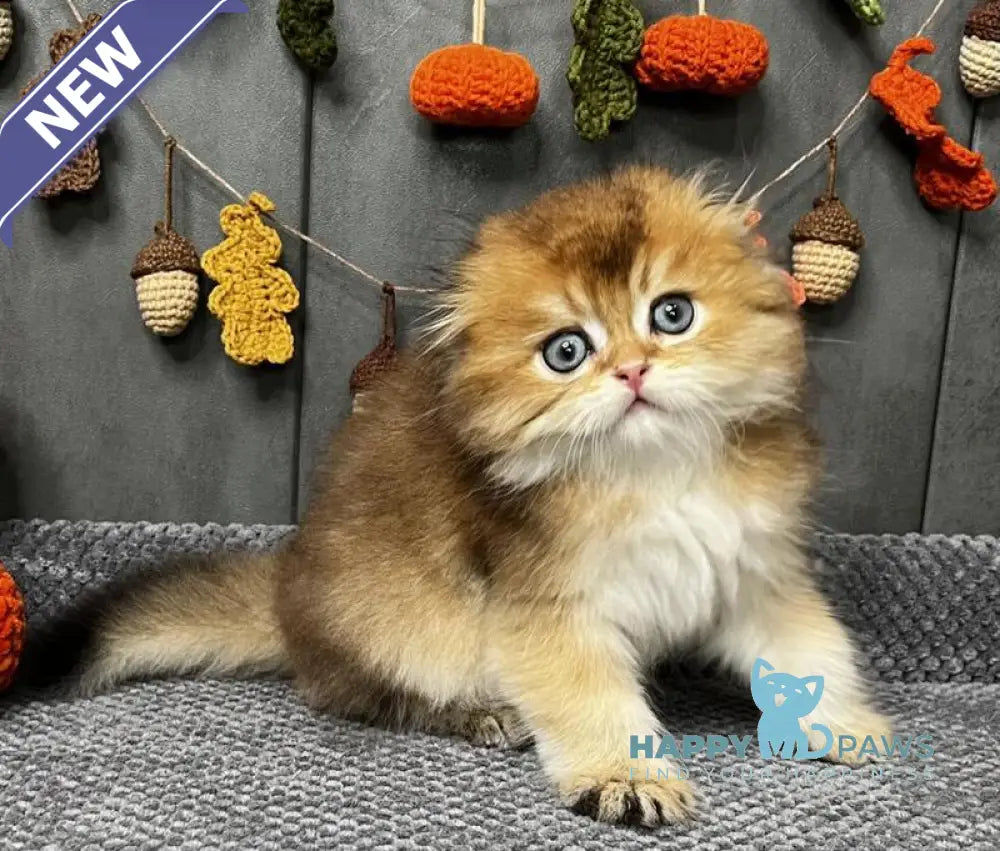 Elvin Scottish Fold male black golden ticked tabby live animals