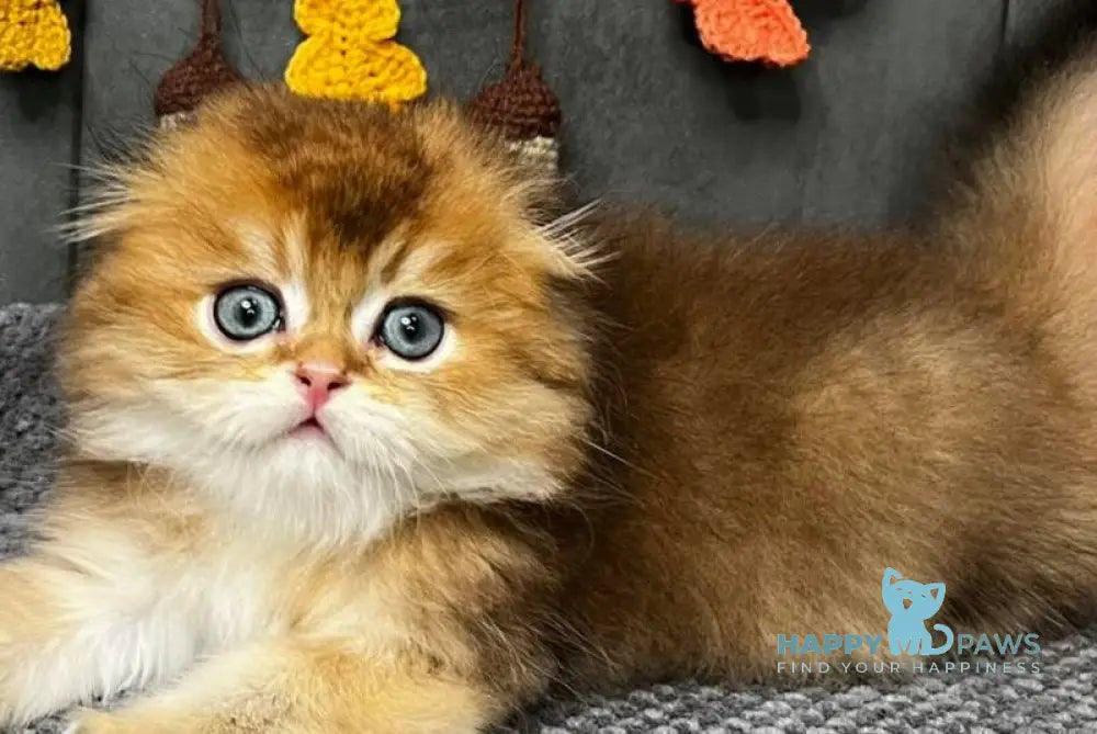 Elvin Scottish Fold male black golden ticked tabby live animals