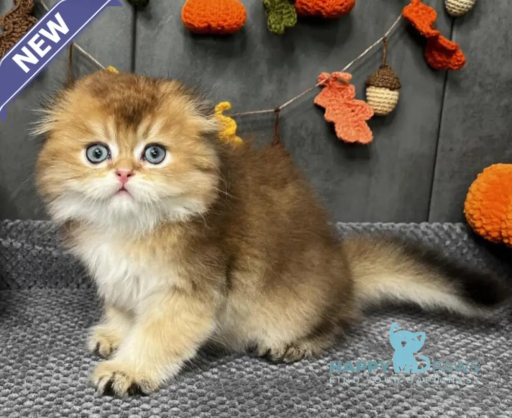 Elvin Scottish Fold male black golden ticked tabby live animals