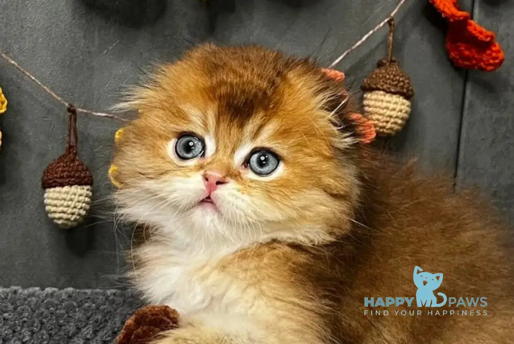 Elvin Scottish Fold male black golden ticked tabby live animals